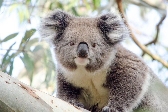 Phillip Island Penguin Parade Day Trip with Koalas from Melbourne - The Itinerary: A detailed look at what you’ll experience