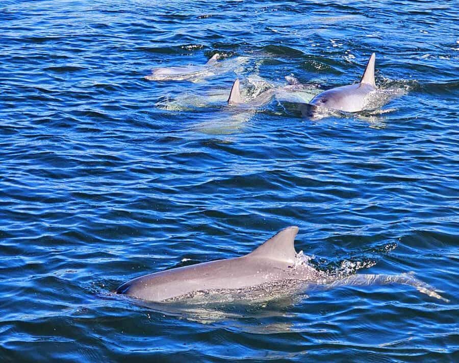 Port Adelaide: Dolphin and Maritime Cruise - Who Should Consider This Tour?