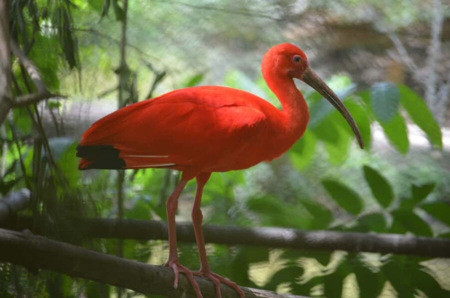 Port of Spain: Caroni Bird Sanctuary by Boat - Authentic Feedback from Travelers