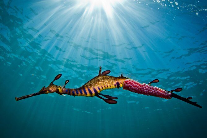 Port Phillip Bay Snorkeling with Sea Dragons - Marine Life Encounters