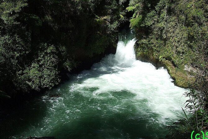 Ports of Tauranga/Rotorua/Tga - 6 Hours Rotorua Highlights Tour - What Travelers Say: Authentic Feedback