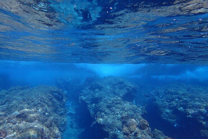 Private 4 Hours Reef Discovery Luxury Private Treasure Hunt in Bora Bora - Why This Tour Works
