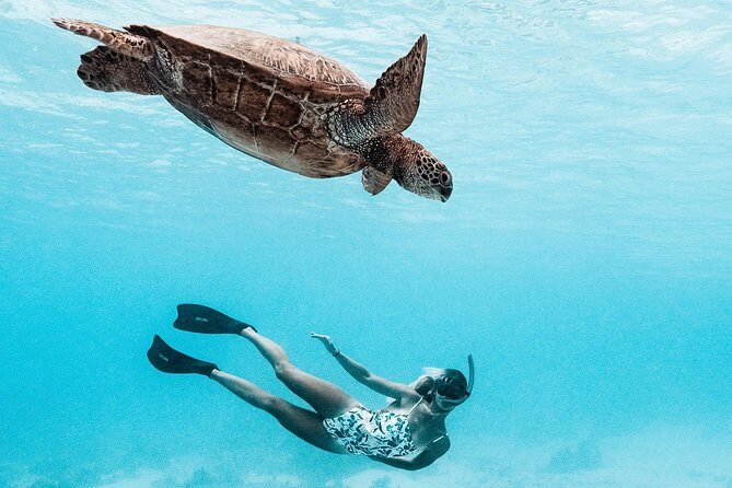 Private Boat Tour of Moorea Lagoon - Why This Tour Scores High with Travelers