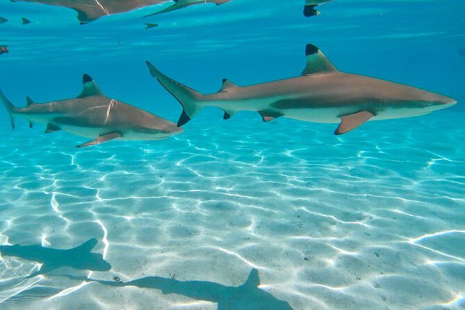 PRIVATE Sunset Tour: Moorea Snorkeling on a Catamaran named Taboo - Why Travelers Love This Tour