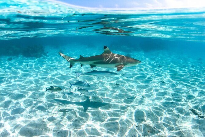 Private tour in Moorea by boat, visit and snorkeling - Practical Tips for Your Moorea Marine Tour