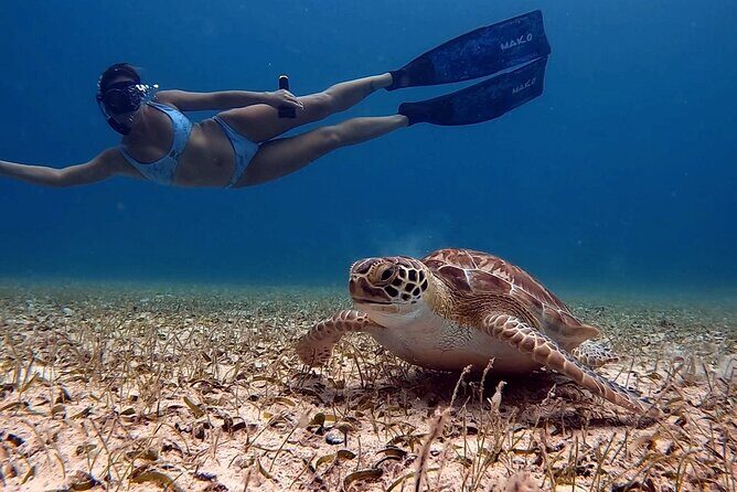 Private Turtle Spotting Snorkeling Excursion in Aruba - What Makes This Tour Stand Out