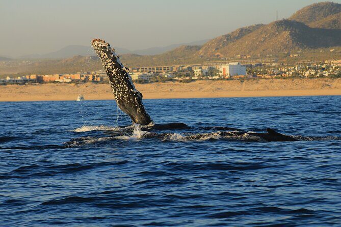 Private Whale Watching in San Jose Del Cabo snack,drinks,Warranty - Practical Details and Considerations