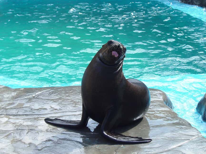 Puerto Plata Ocean World Tickets - Who Should Consider This Tour?