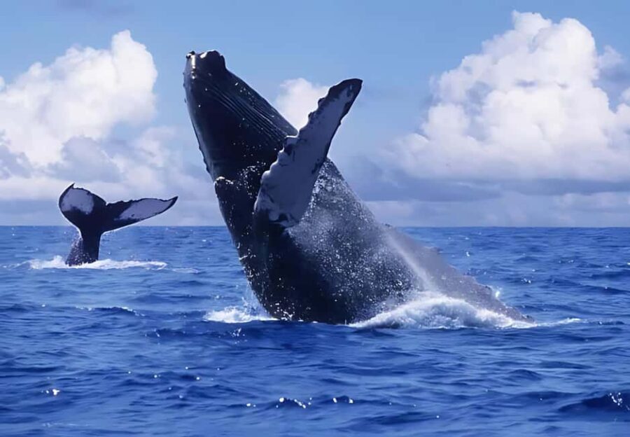 Punta Cana: Whale Watching and Bacardi Island Day Trip - Authentic Experiences and Honest Impressions