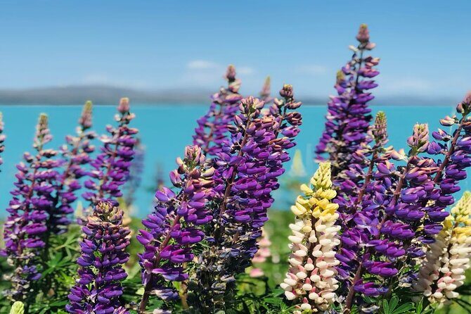 Queenstown to Lake Tekapo via Mt Cook One-Way Small Group Tour - Transportation & Comfort