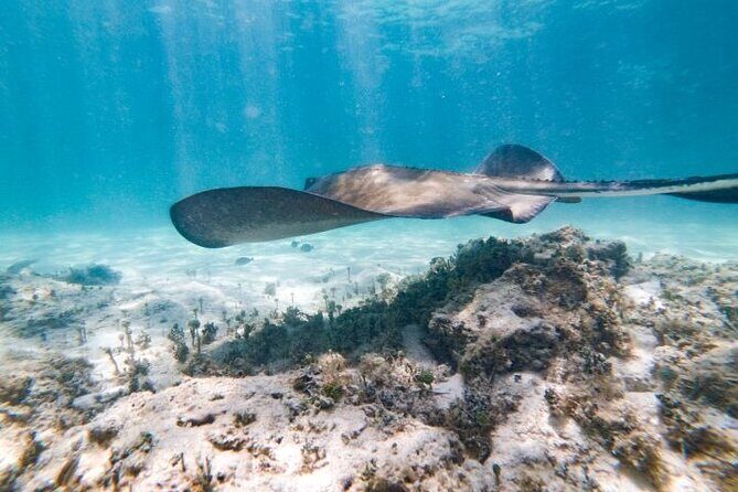 Reef Explorer Half Day Trip - Why Travelers Love It