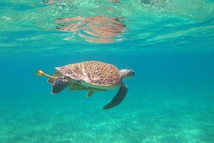 Rose Island Adventure: Turtle, Swim and Snorkel - The Itinerary Breakdown and What It Means for Travelers