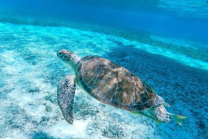 Rose Island Swimming Pigs & Beach Snorkeling Experience Nassau. - What’s Included and What’s Not