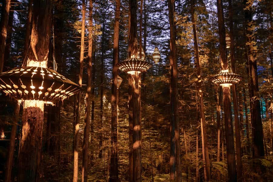Rotorua: Redwoods Altitude, Nighttime Fast Pass, & Treewalk - What to Expect During Your Adventure
