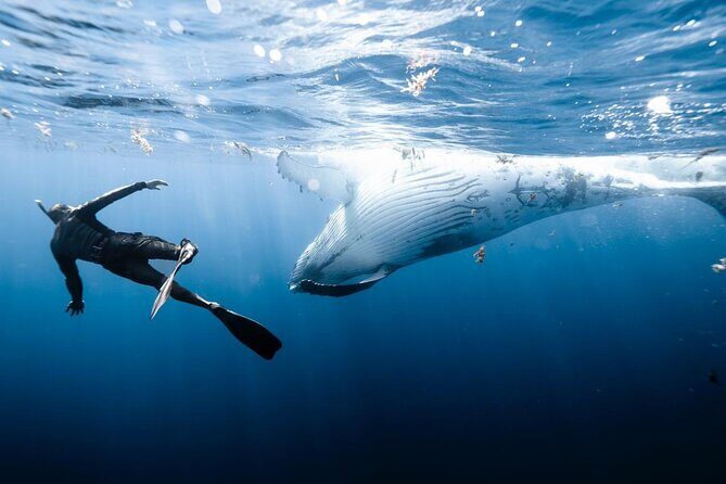 Sacred Experience Swimming with a Whale in Moorea - Analyzing the Value