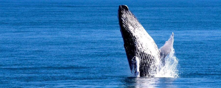 Samana: Whale Watching Tour - Why This Tour Offers Great Value