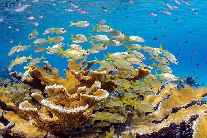 Scuba Doo Diving Experience in Punta Cana - Whats Included and Whats Not