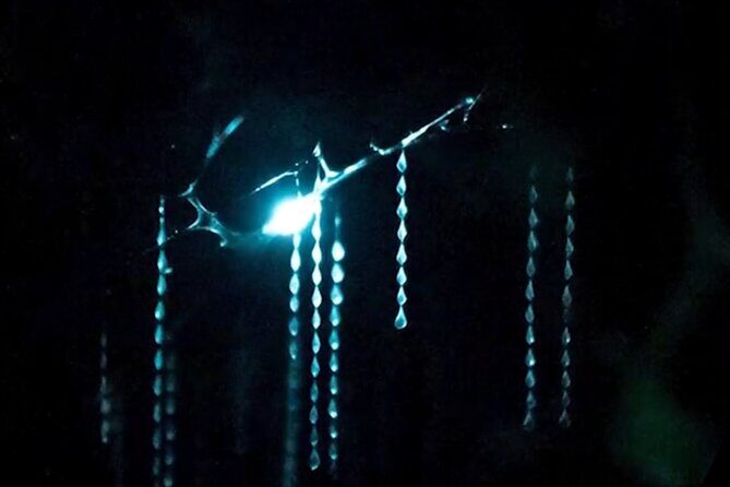 See Auckland's Secret Glow Worms - Transportation, Timing, and Group Size