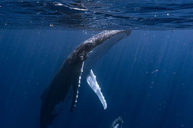 Shared Whale Expedition - The Sum Up