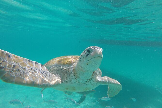 Shasa Catamaran Cruises Limited Numbers 3 Hour Sail and Snorkel - A Detailed Look at the Shasa Catamaran Experience