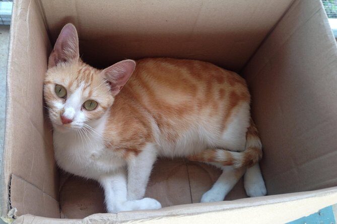 Shelter Visit & Tour - Analyzing the Value of This Tour