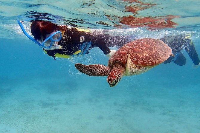 Snorkel/Swim with the Turtles Experience - Exploring Local Culture and Flavors