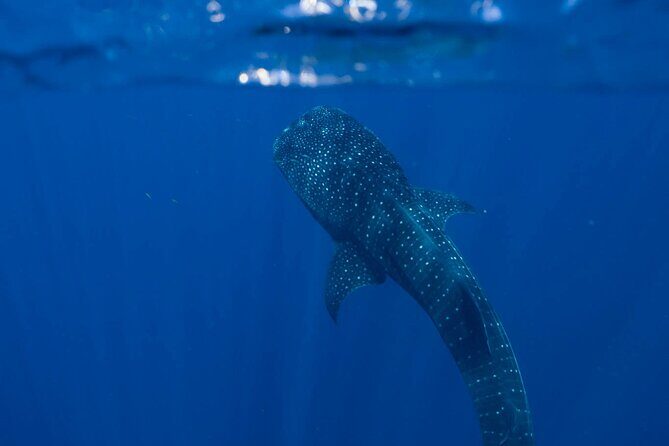 Snorkel with Giants at Ningaloo Reef - Who Will Love This Tour?