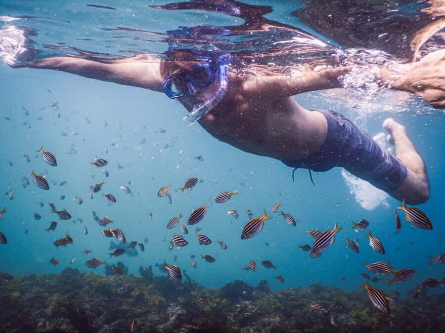 Snorkeling Tour: Discover Sydneys impressive sea life - The Itinerary: What to Expect