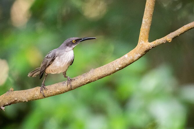 St. Lucia Aerial Tram Tour at Rainforest Adventures - What To Expect at Each Stop