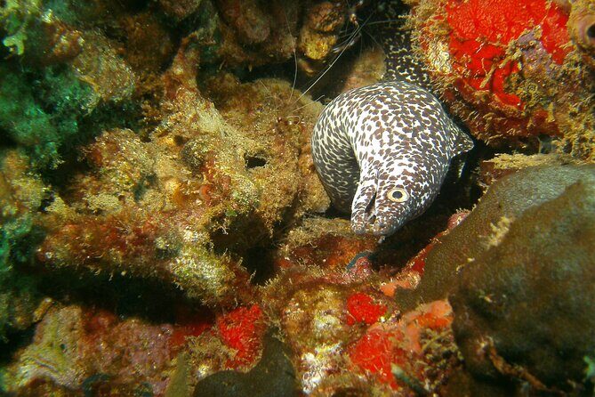 St Lucia Certified Scuba Diving Tour - What You’ll Do: An In-Depth Look at the Itinerary