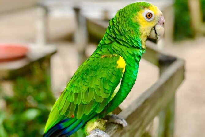 St Maarten Family Deluxe Tour - The Experience in Action: What Travelers Say