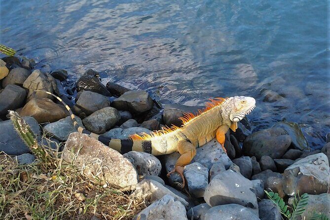 St.Maarten St.Martin Best Prime Tour - Transportation and Group Size