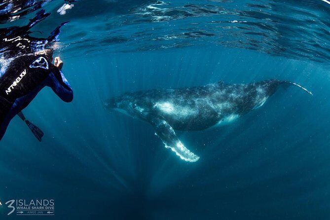 Swim with Humpback Whales - Ningaloo Reef - 3 Islands Whale Shark Dive - Who Will Love This Tour?