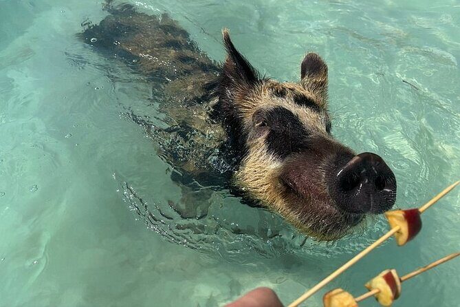 Swim with the Pigs Freeport @Creative Eco Adventures - Authenticity and Reviews: What Travelers Say