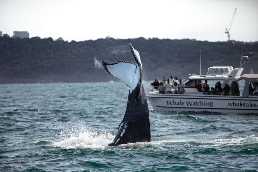 Sydney: Ocean Whale Watching Experience - Pre-Departure: Safety and Orientation