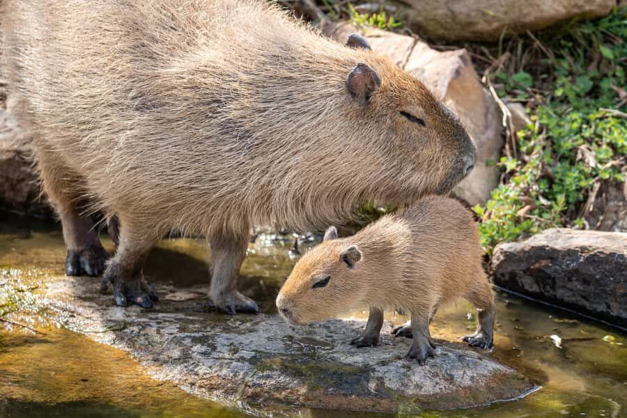 Sydney Zoo Admission Ticket - Who Should Visit?