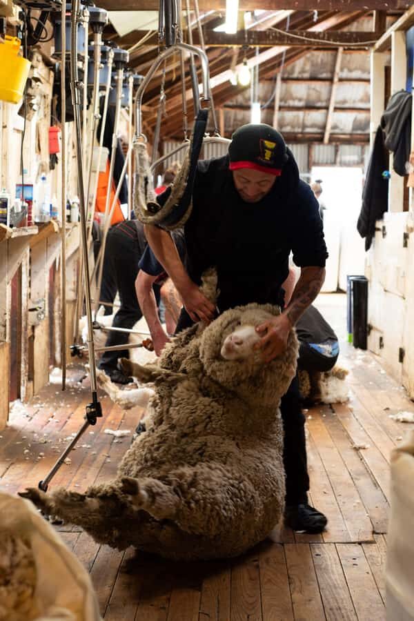 Tekapo: Merino Sheep Shearing and Sheepdog Demonstration - What to Expect During the Tour