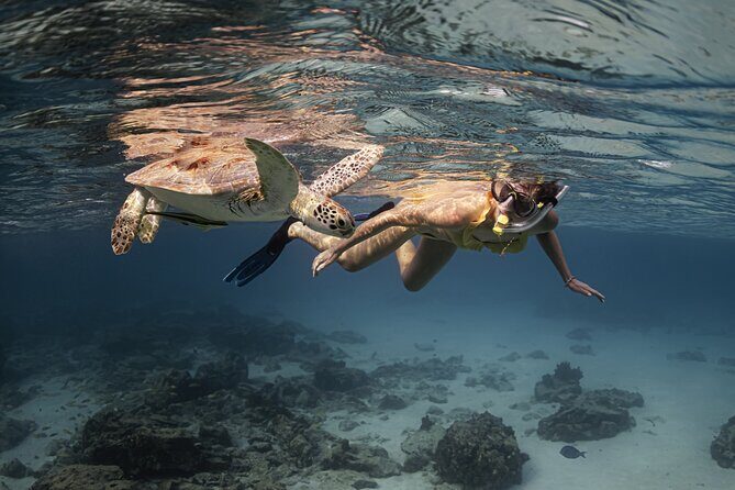 Turtle Snorkeling Aruba: Private Tour with Video - What We Love About This Tour