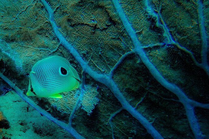 Ultimate Beginner Snorkeling Tour - The Guides and Their Role