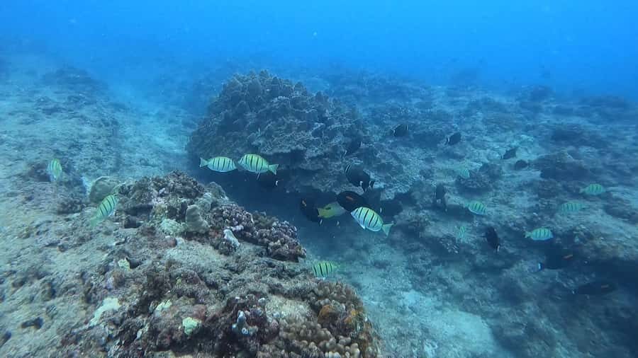 Waikiki: Honolulu Beginner Scuba Diving with Videos - The Logistics: What to Expect