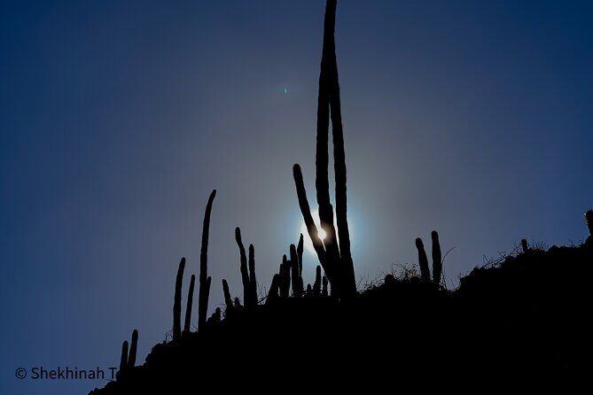 Washington Park Tour with Local Guide on Bonaire - Wildlife and Scenery: What You’ll See