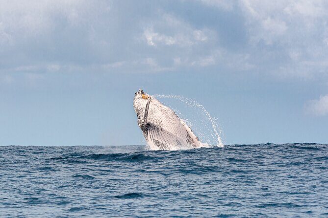 Whale Watching Gold Coast - The Sum Up: Who Will Love This Tour?