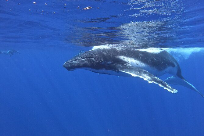 Whale watching in Moorea - Who Will Love This Tour?