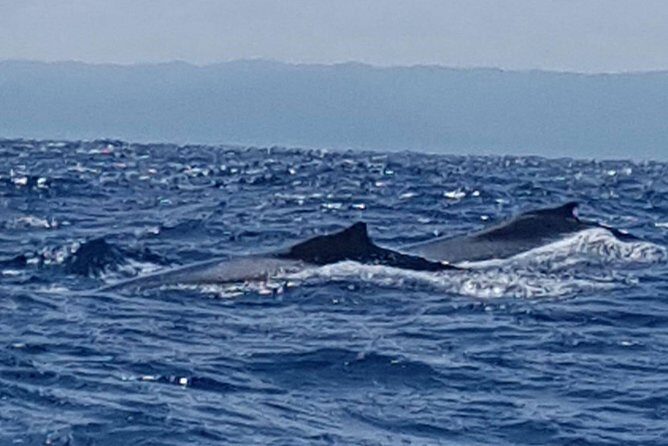 Whale Watching in Samana - What Sets This Tour Apart