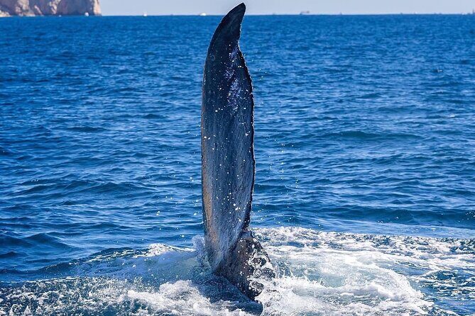 Whale Watching on a Glass Bottom Boat - An In-Depth Look at the Whale Watching Experience in Cabo San Lucas