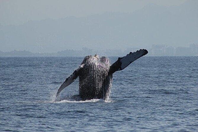 Whale Watching with Biologist and Hydrophone in Puerto Vallarta - Deep Dive into the Value