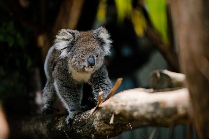 Wings Wildlife Park Shuttle, Burnie Shore Excursion - A Closer Look at the Excursion