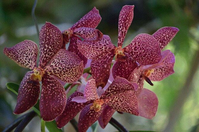 Wonders of Nadi Tour - Hindu Temple, Sleeping Giant Gardens, Markets & Shopping - What’s Included and What’s Not