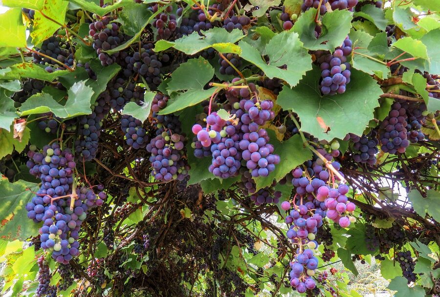 Autumn grapes ready for harvest on the vine