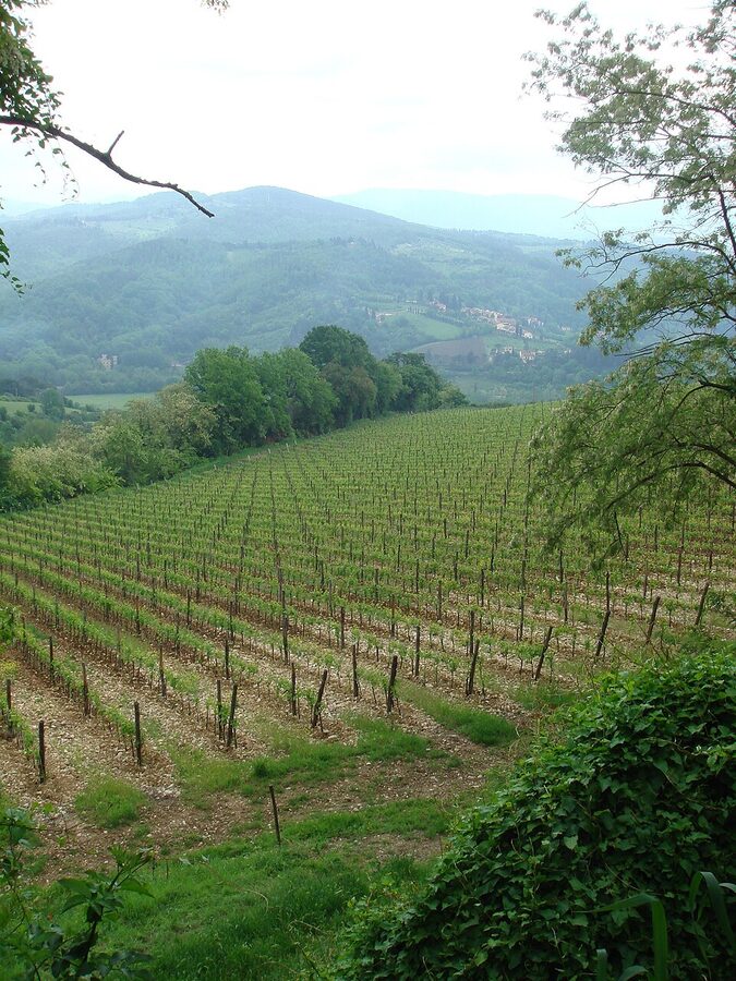Chianti vineyards in May at the start of the growing season